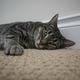 Image for article titled Panasonic Lumix DMC-GH1 Review: A $1500 Misfit